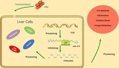 Current State and Progress of Research on the Role of lncRNA in HBV-Related Liver Cancer